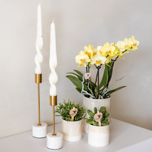 Kolibri Home | Tree Übertopf - Travertine - Ø9cm