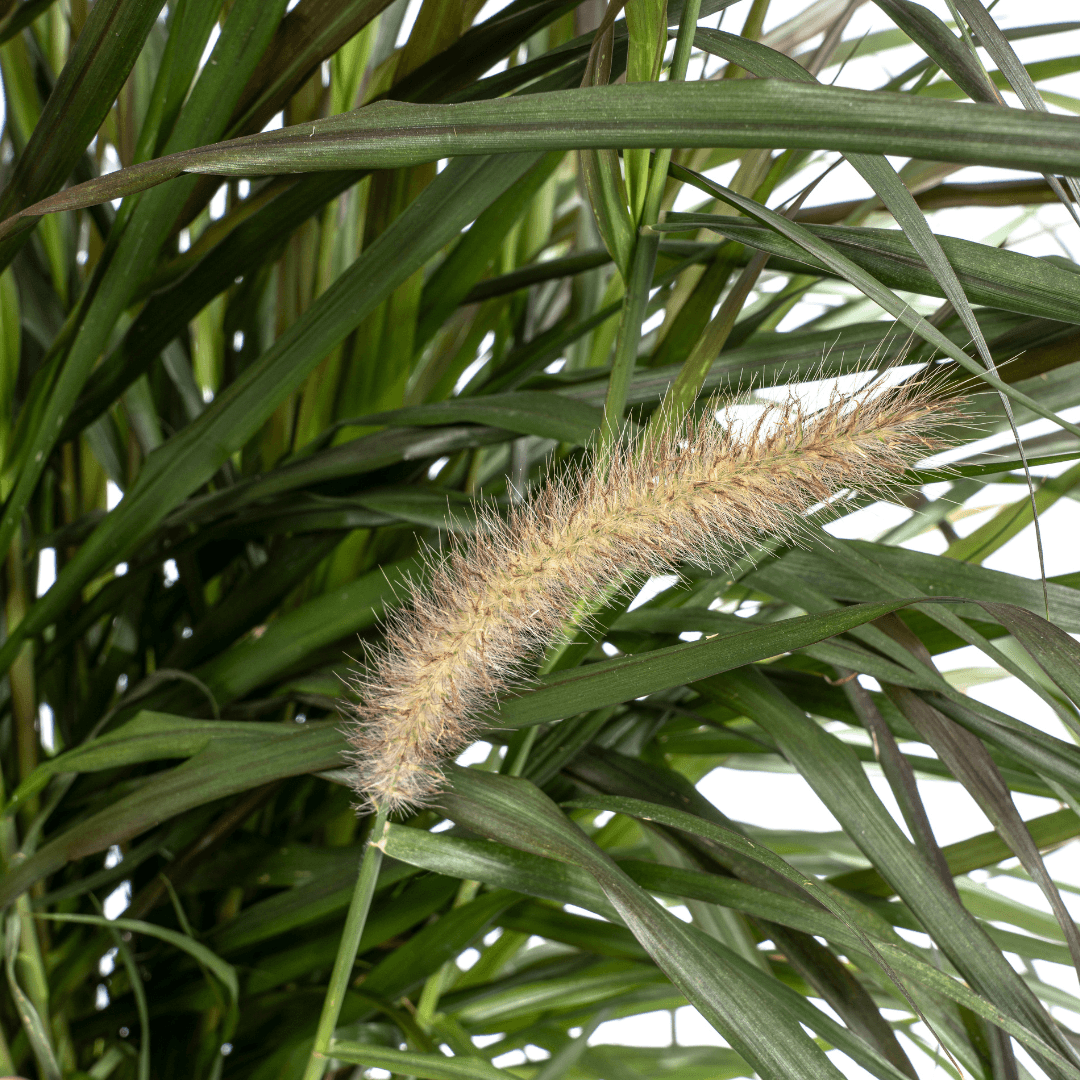 Pennisetum x advena Chelsea – Ø27 cm – Höhe 70–80 cm – Elegantes Ziergras – Creme-Rosaviolette Blüten – Winterhart – Sonniger bis halbschattiger Standort – Für Garten & Terrasse