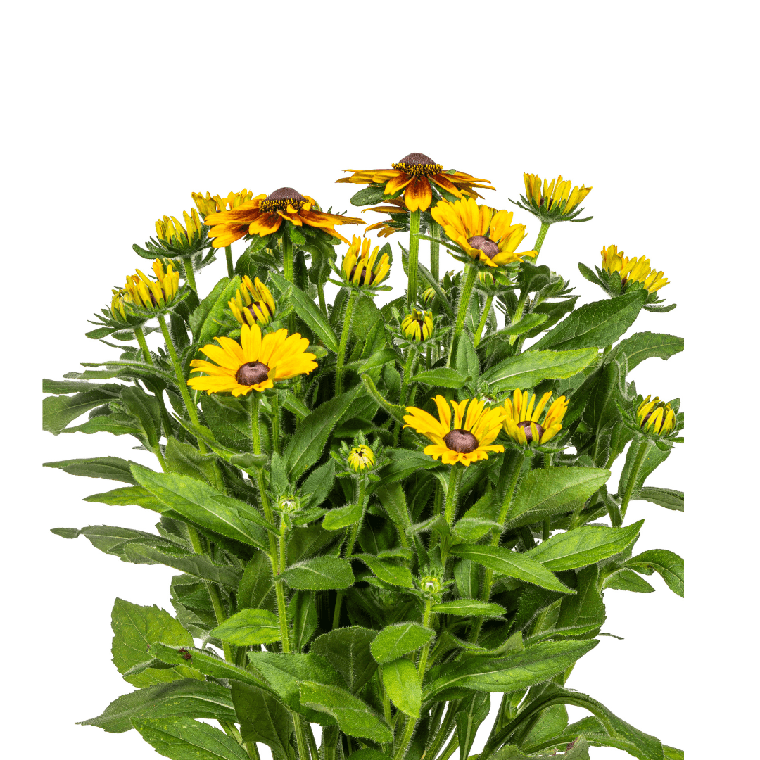 Rudbeckia Summerina – Ø19 cm – Höhe 45–60 cm – Bunte Sonnenhut Staude mit gelb-orangenen Blüten – Winterhart – Sonnenliebende Gartenpflanze