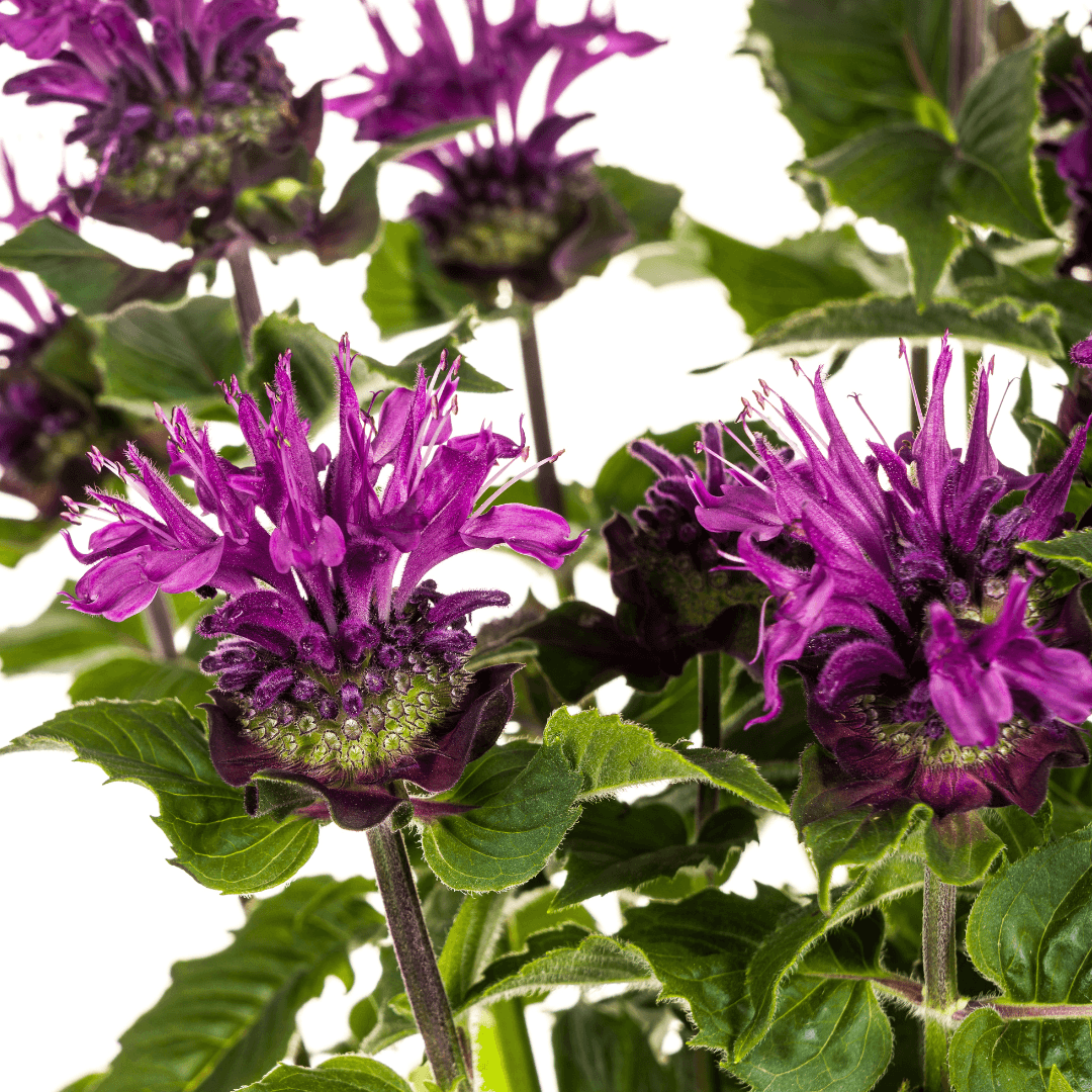 Monarda didyma ‘Purple’ – Ø19 cm – Höhe 45–60 cm – Indianernessel mit violetten Blüten – Winterharte Bienenstaude für sonnige Beete & Naturgärten