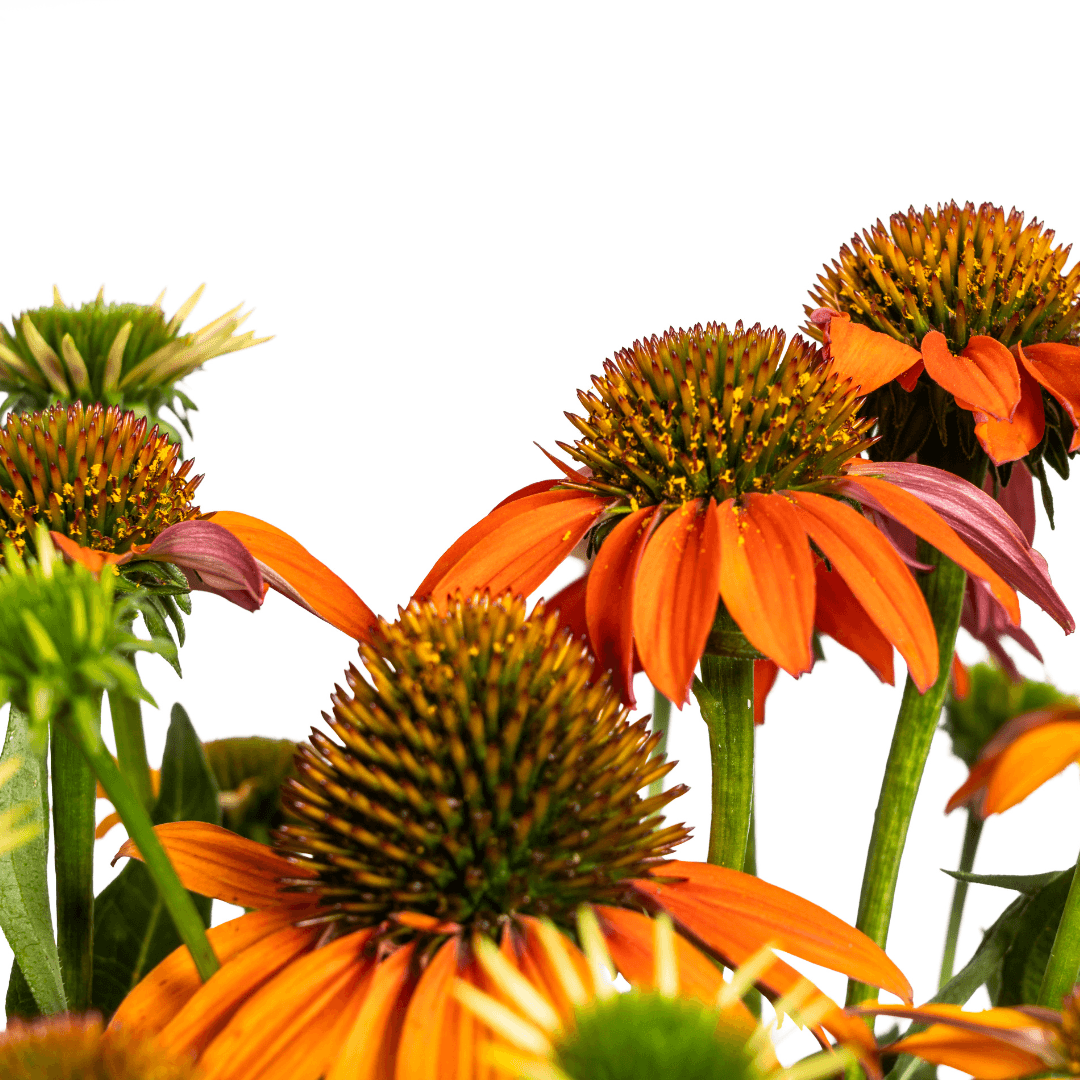 Echinacea purpurea Orange – Sonnenhut mit orangefarbenen Blüten – Ø 19 cm – Höhe 60–70 cm – Staudenpflanze – Für Beet & naturnahe Gärten – Sonniger Standort – Pflegeleicht