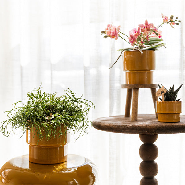 Übertopf 'Timeless' – Kolibri Home – Gelb – Ø6cm – Ansicht 3