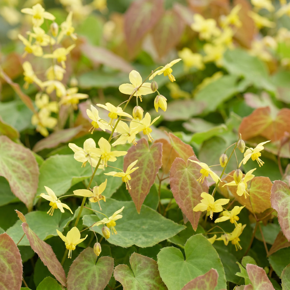 Elfenblume 'Frohnleiten' (Epimedium) – Gelb – Topf Ø11cm – Ansicht 5