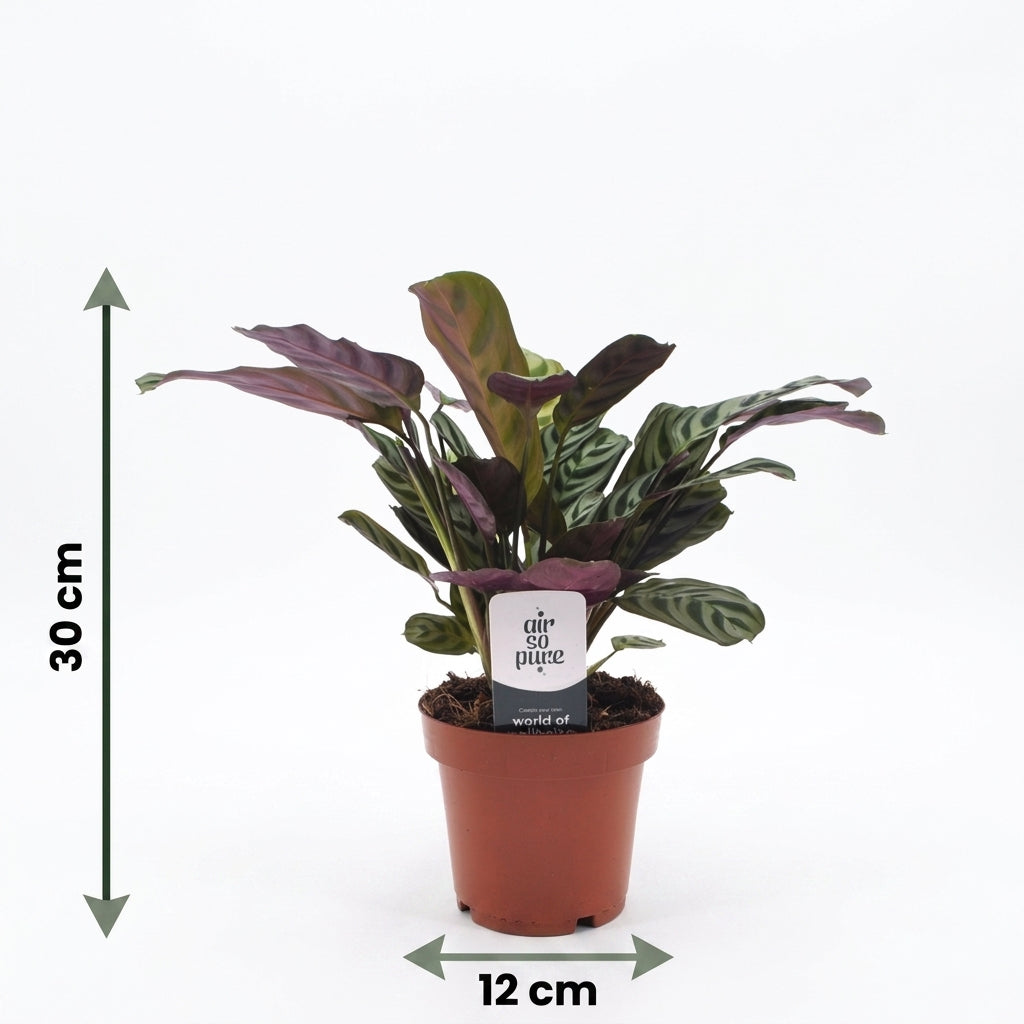 Fischgräten-Gebetspflanze 'Ctenanthe' – Topf Ø12cm – Ansicht 5