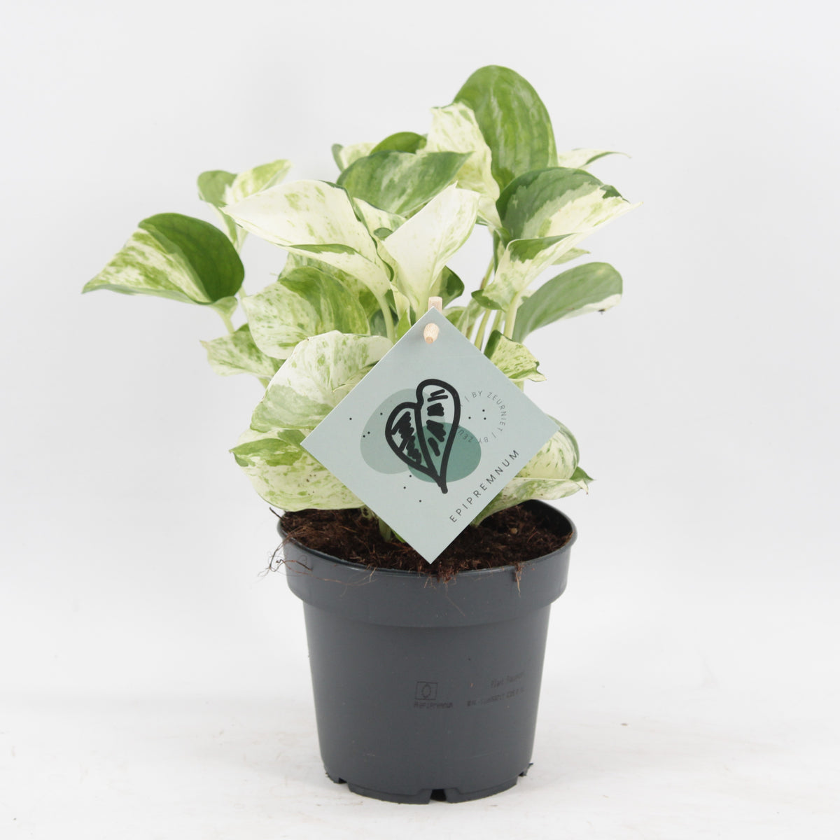Efeutute 'Manjula' – Grün-Weiß – Ø12cm