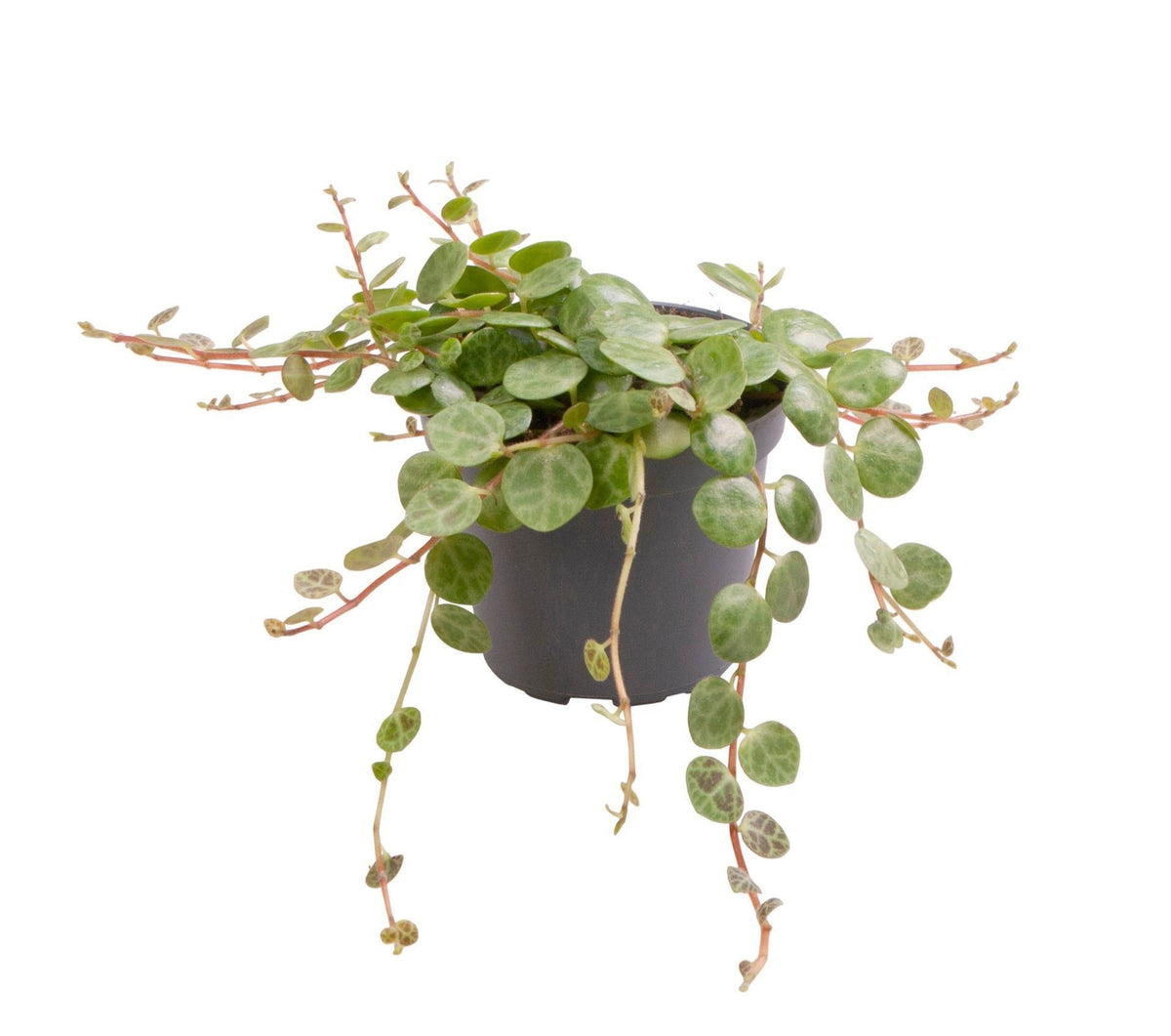 Peperomia Prostrata 'Schildkröten-Peperomie' – Grün – Ø6cm, ↕6cm