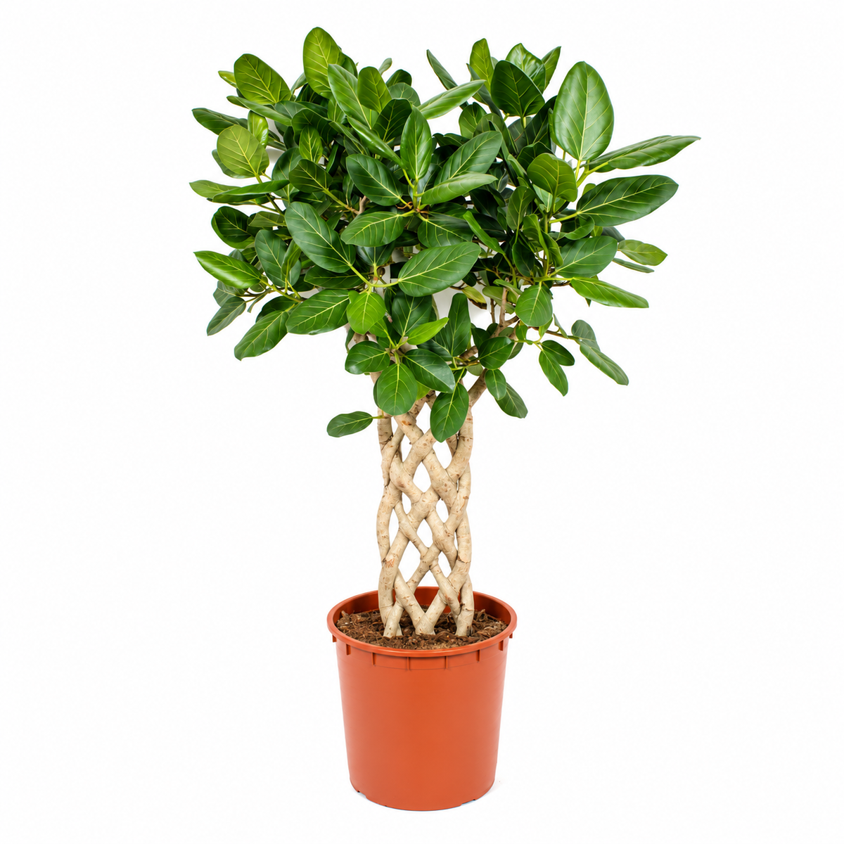 Ficus benghalensis 'Audrey' geflochten – Höhe 150 cm