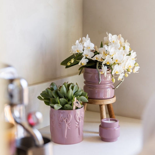 Sukkulente Crassula Arborescens – Ø9cm – Ansicht 2