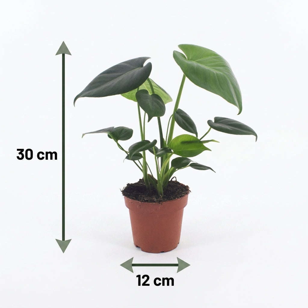 Monstera Deliciosa – Fensterblatt – Topf Ø12cm – Ansicht 5