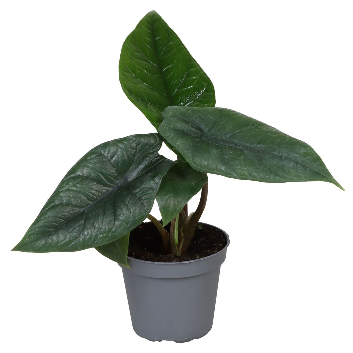 Alocasia 'Scalprum' – Grau – Ø6cm