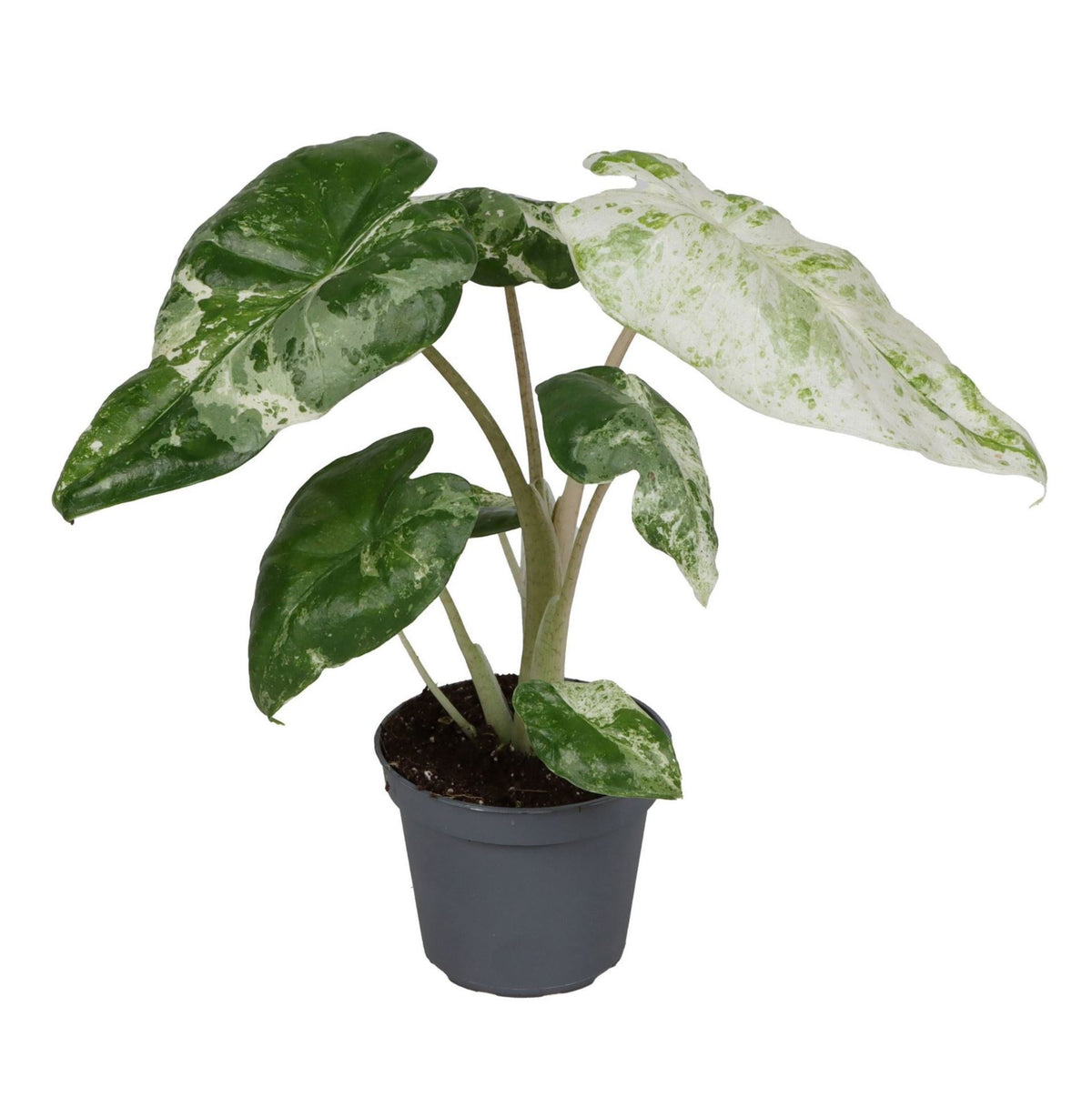 Alocasia odora 'Variegata' – Grün-Weiß – Ø6cm