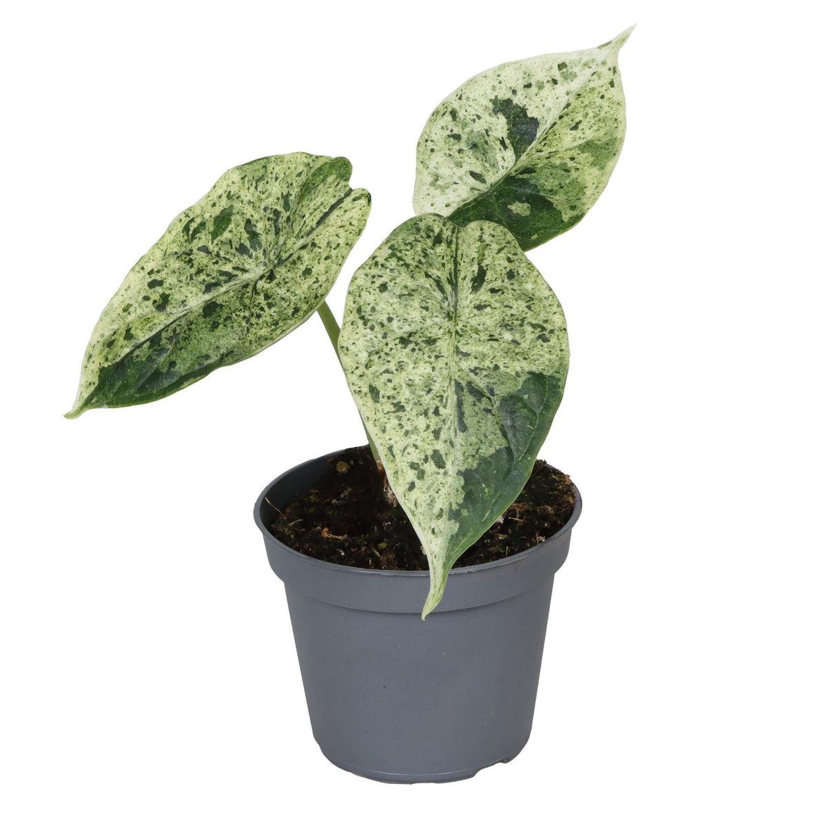 Drachenschuppen-Pflanze 'Dragon Scale Mint Variegata' – Grün – Ø6cm/↕12cm