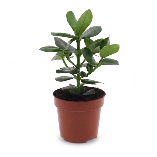 Clusia 'Princess' – Topf Ø12cm – Höhe 40cm – Ansicht 2