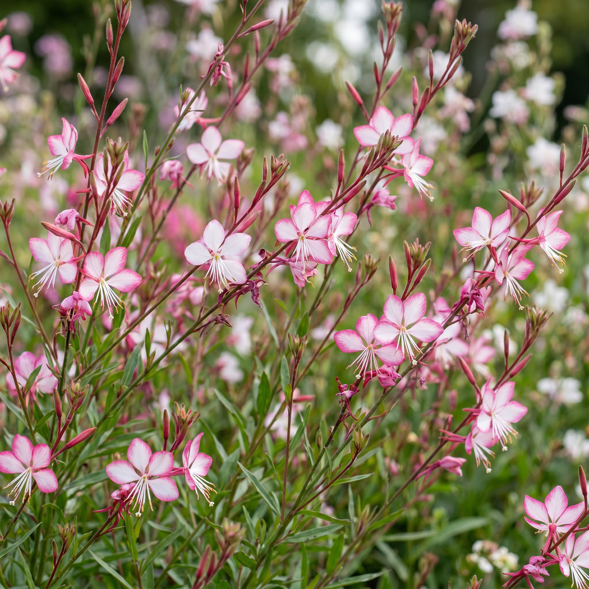 Prachtkerze 'Rosyjane' – Gaura lindheimeri – Rosa – Topf Ø11cm – Ansicht 5