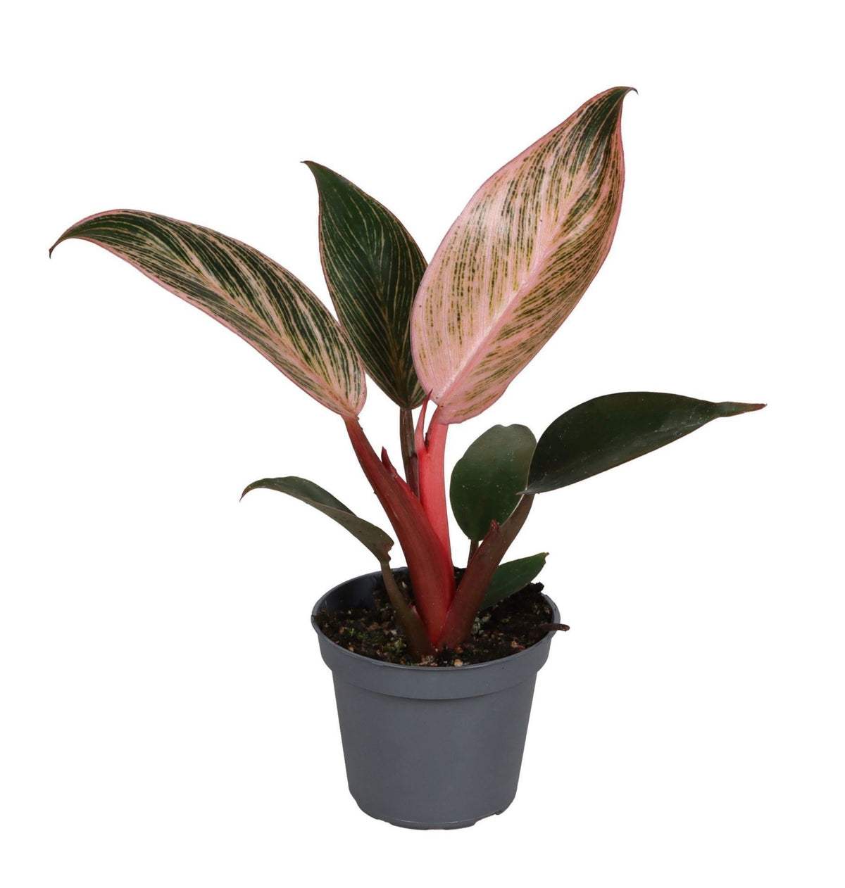 Philodendron 'Pink Bikini' – Grün-Rosa – Topf Ø6cm