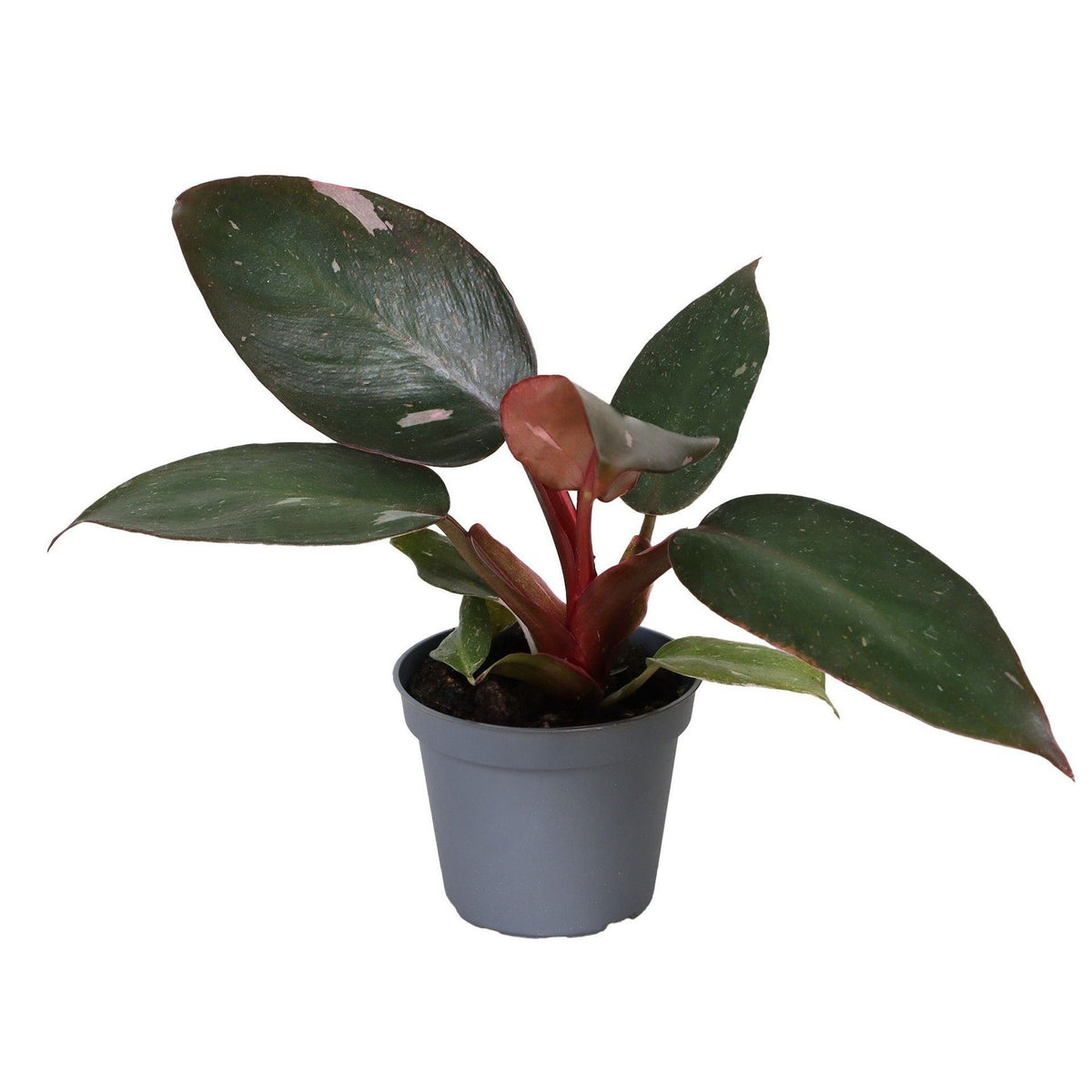 Philodendron 'Pink Princess' – Grün-Rosa – Topf Ø6cm