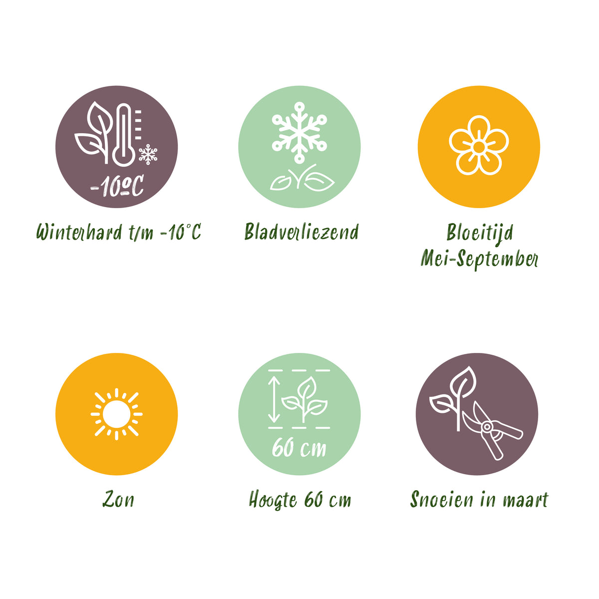 Tauben-Skabiose 'Pink Mist' – Scabiosa columbaria – Rosa – Topf Ø11cm – Ansicht 9