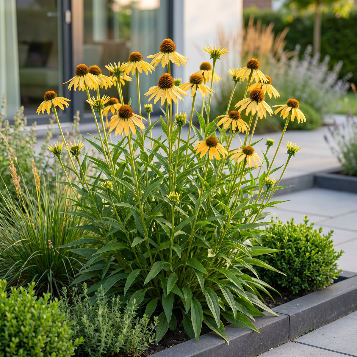 Sonnenhut 'Echinacea paradoxa' – Gelb – Topf Ø11cm – Ansicht 5