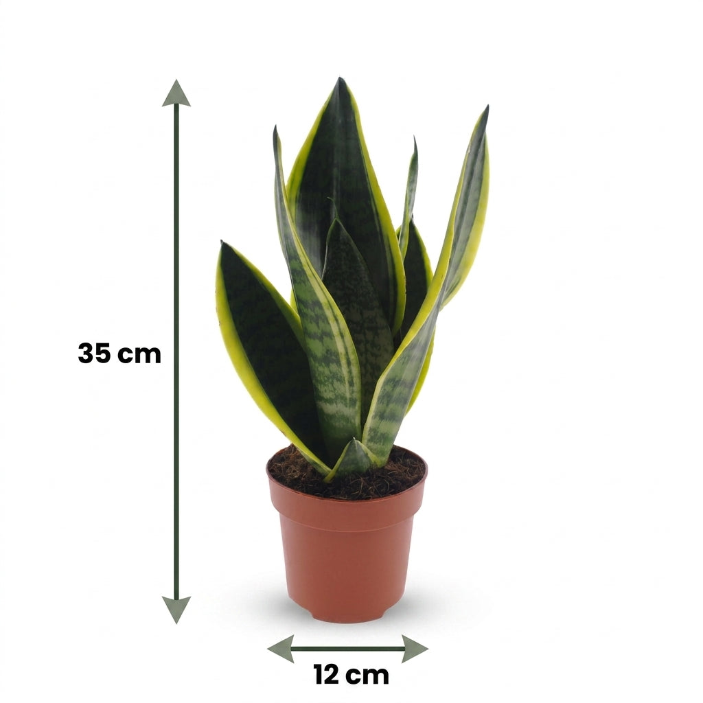 Bogenhanf 'Future Superb' – Topf Ø12cm – Ansicht 5