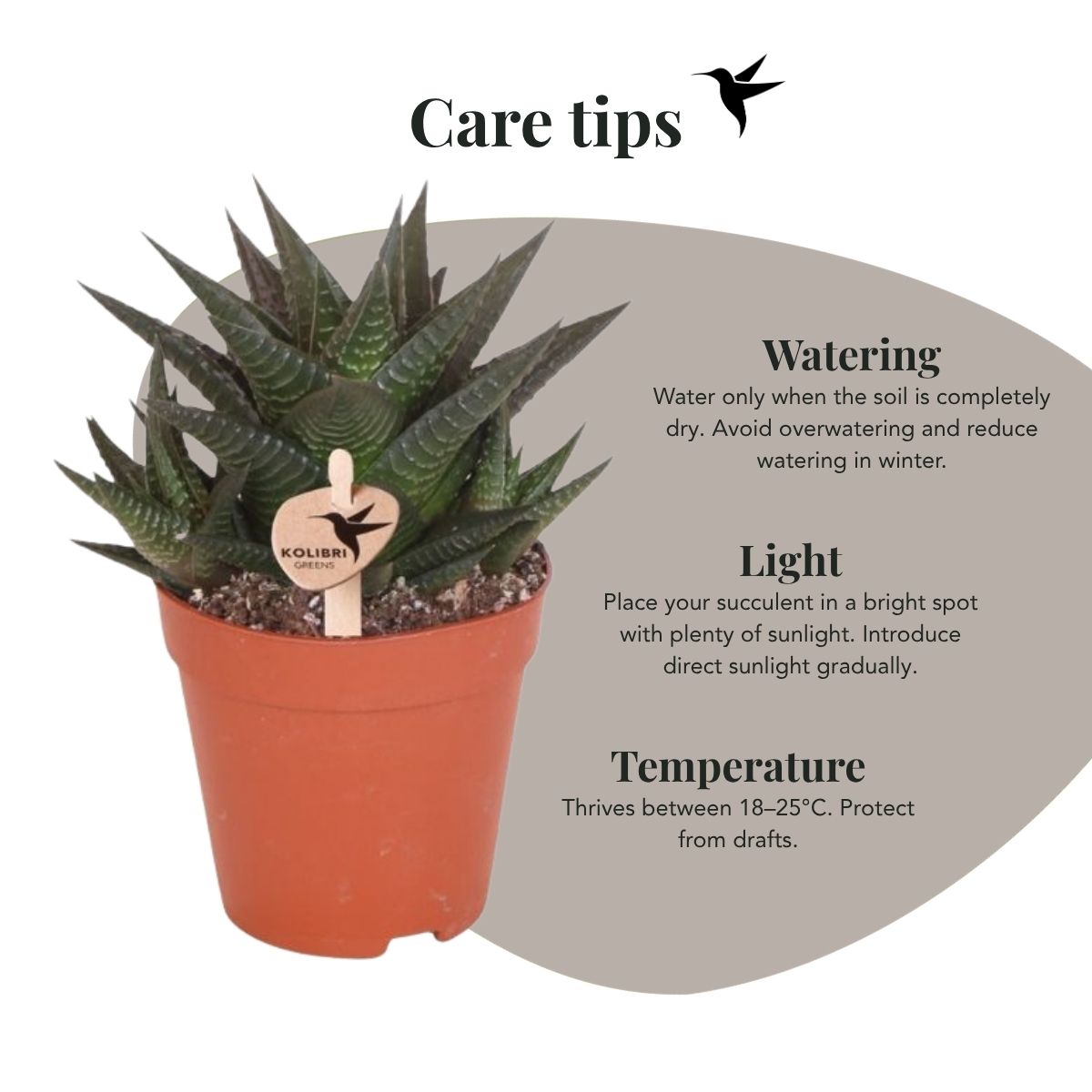 Sukkulente 'Haworthia Limifolia' – Grün – Topf Ø9cm – Ansicht 3