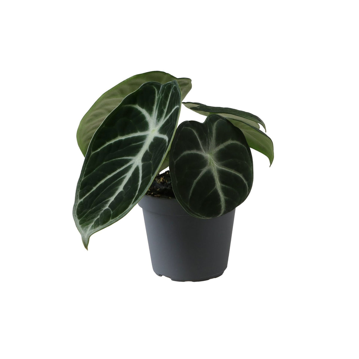 Alocasia 'Ninja' – Schwarz – Ø6cm