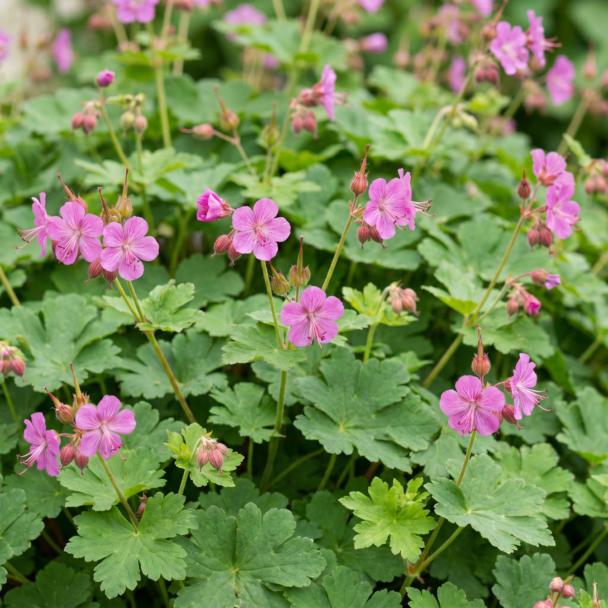 Storchschnabel 'Macrorrhizum' – Rosa – Topf Ø11cm – Ansicht 5