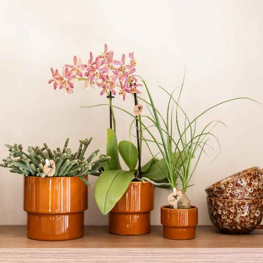Beaucarnea 'Elefantenfuß' – Zimmerpflanze – Ø6cm – Ansicht 2
