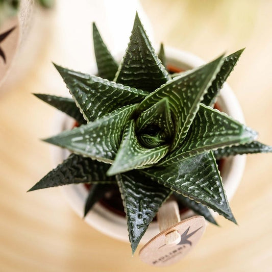 Sukkulente 'Haworthia Limifolia' – Grün – Topf Ø9cm – Ansicht 2