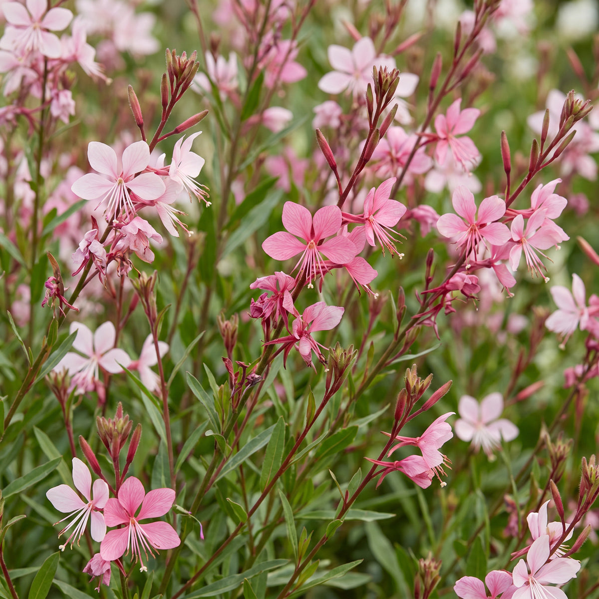 Prachtkerze 'Florgauros' – Gaura lindheimeri – Rosa – Topf Ø11cm – Ansicht 5