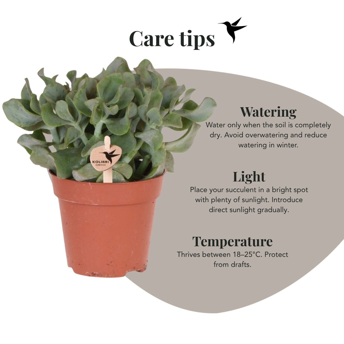 Sukkulente Crassula Arborescens – Ø12cm – Ansicht 5