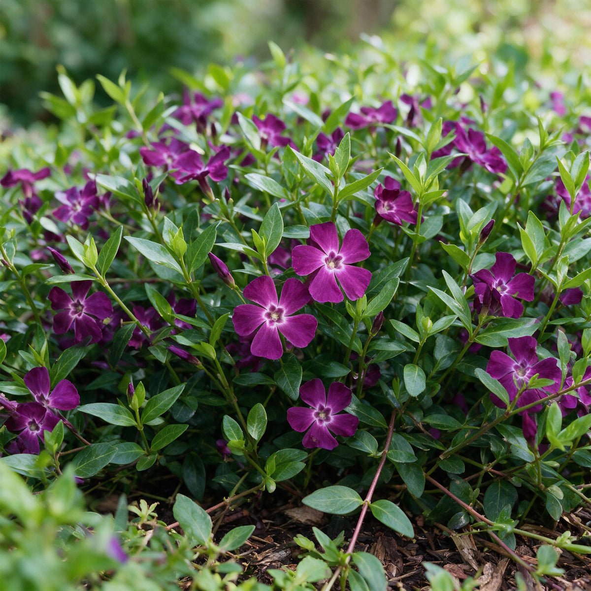 Immergrün 'Atropurpurea' – Vinca minor – Lila – Topf Ø11cm – Ansicht 5