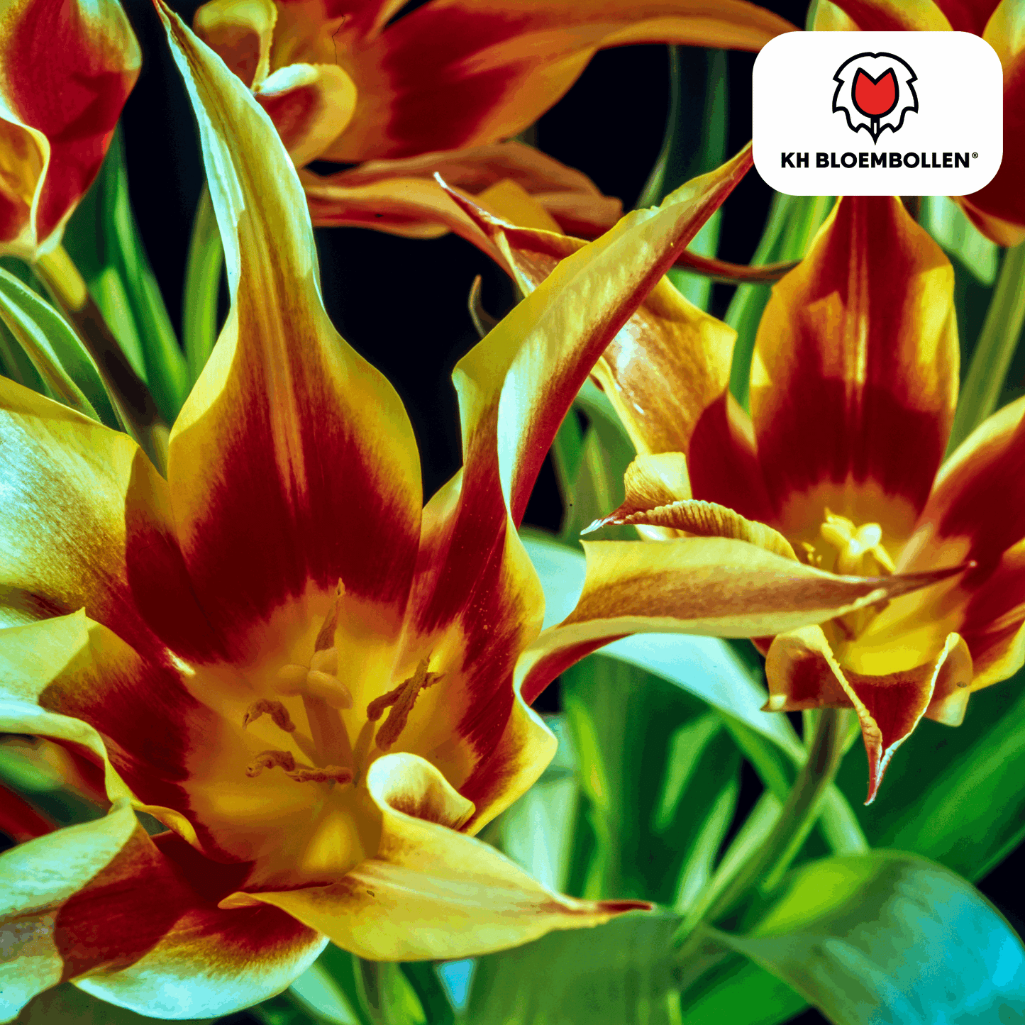 Tulpenzwiebeln Fire Wings – 20 Blumenzwiebeln – Rot-gelb geflammte Tulpe – Feurig, auffällig & winterhart – Für Garten oder Topf