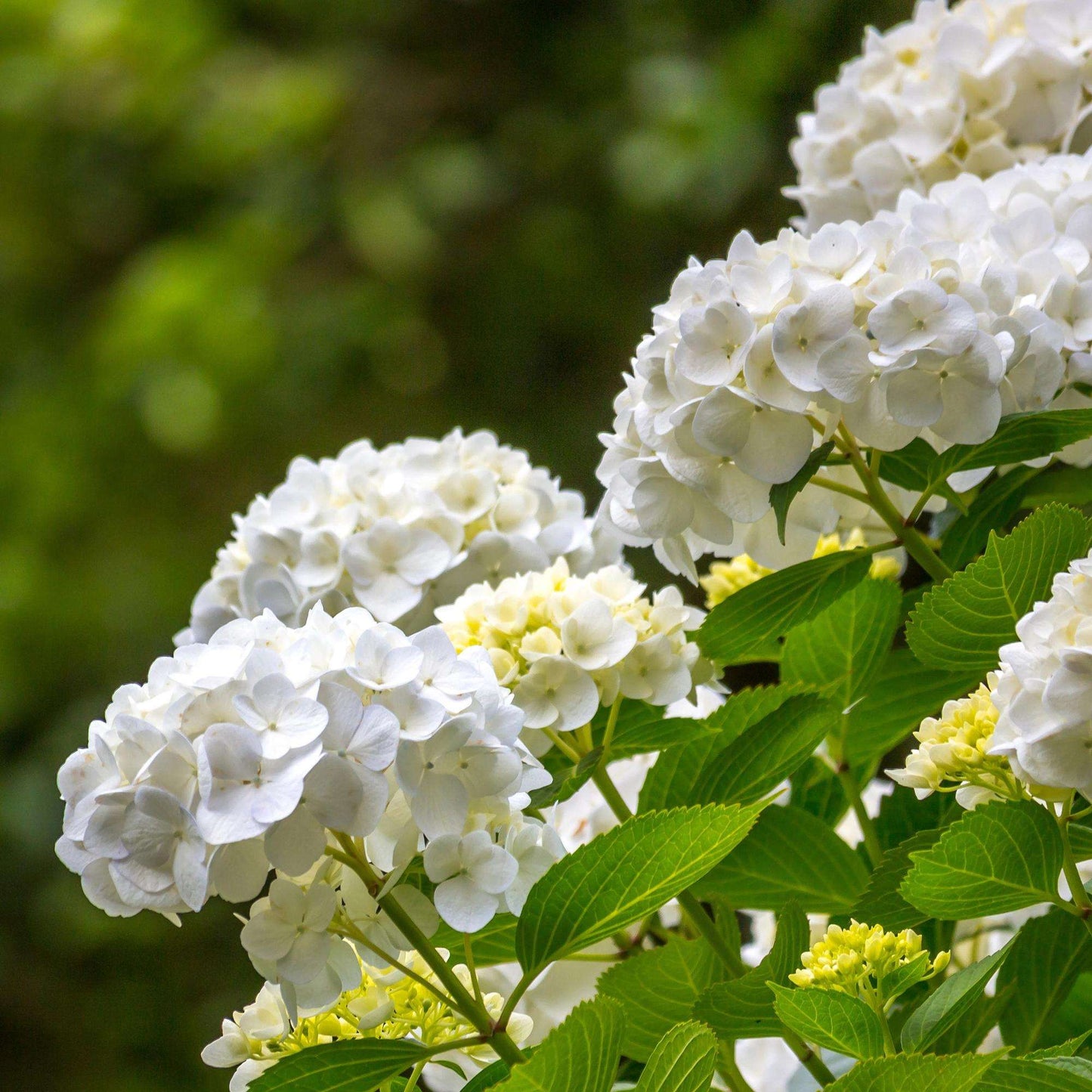 Hortensie Hydrangea macrophylla Weiß – 3 Pflanzen – Blüte in Weiß – Ø17cm – ↕30cm – Sommerblüher – Laubabwerfend – Pflegeleicht – Ideal für Beete & Töpfe