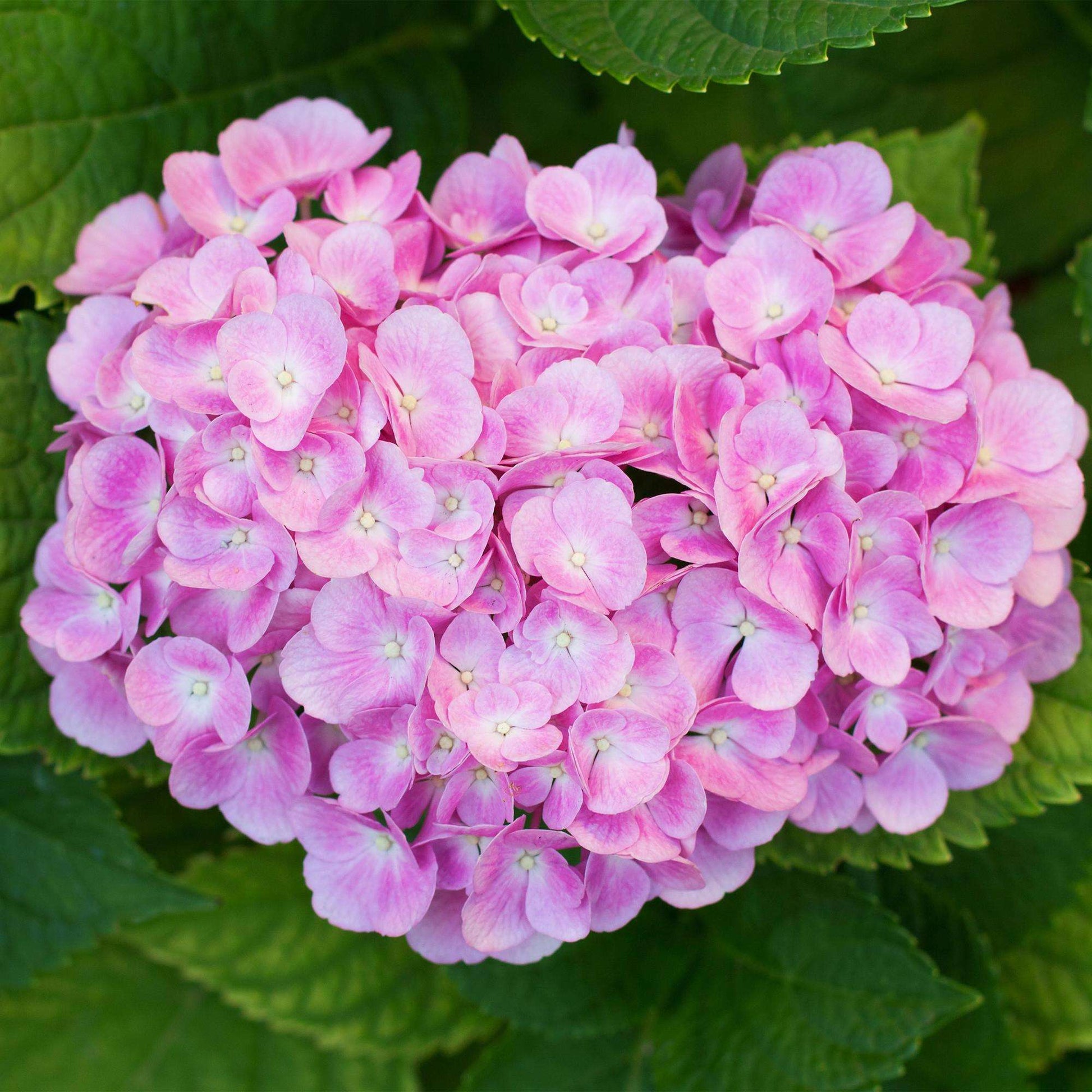 Hortensie Hydrangea macrophylla Rosa – 3 Pflanzen für 1 m² – Ø17cm – ↕30cm – Sommerblüher – Pflegeleicht & laubabwerfend