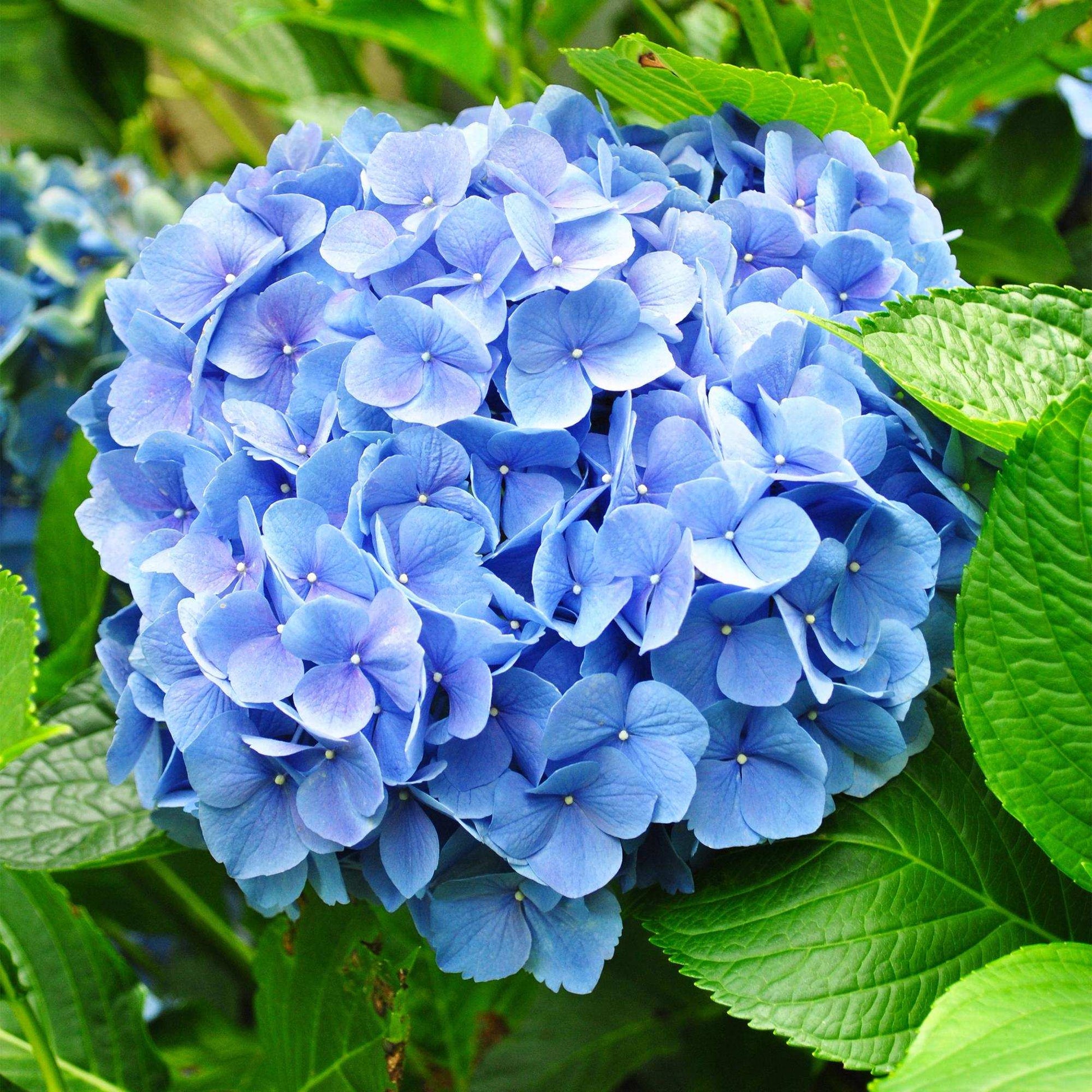 Hortensie Hydrangea macrophylla Blau – 3 Pflanzen – Blüte in Blau – Ø17cm – ↕30cm – Sommerblüher – Pflegeleicht – Für Halbschatten – Ideal für Garten & Kübel
