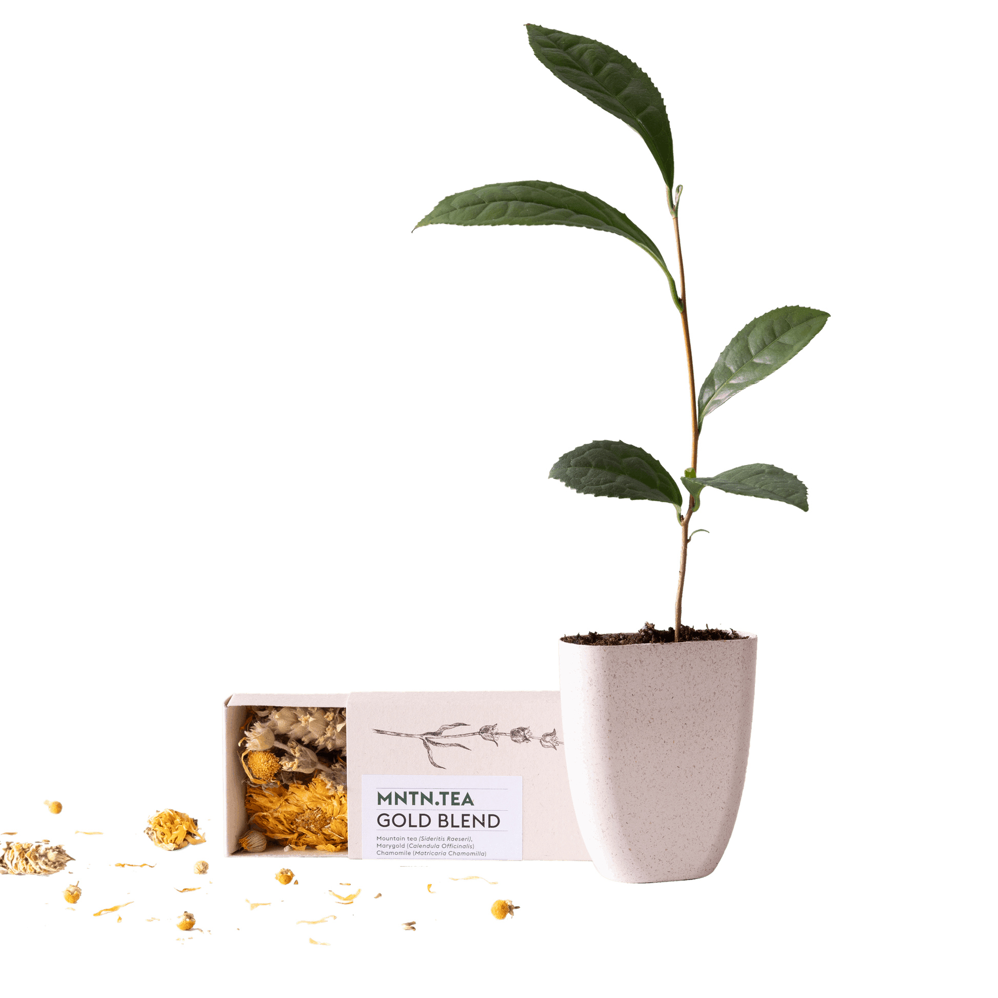 Teepause Geschenkset – Bio Gold Blend Tee & Baby-Teepflanze Camellia sinensis – Briefkastengeschenk – Nachhaltig & plastikfrei – Inkl. Pflegetipps – Für Teeliebhaber