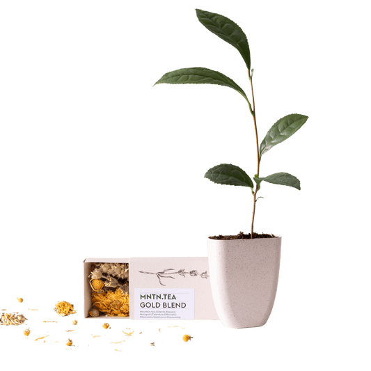 Teepause Geschenkset – Bio Gold Blend Tee & Baby-Teepflanze Camellia sinensis – Briefkastengeschenk – Nachhaltig & plastikfrei – Inkl. Pflegetipps – Für Teeliebhaber