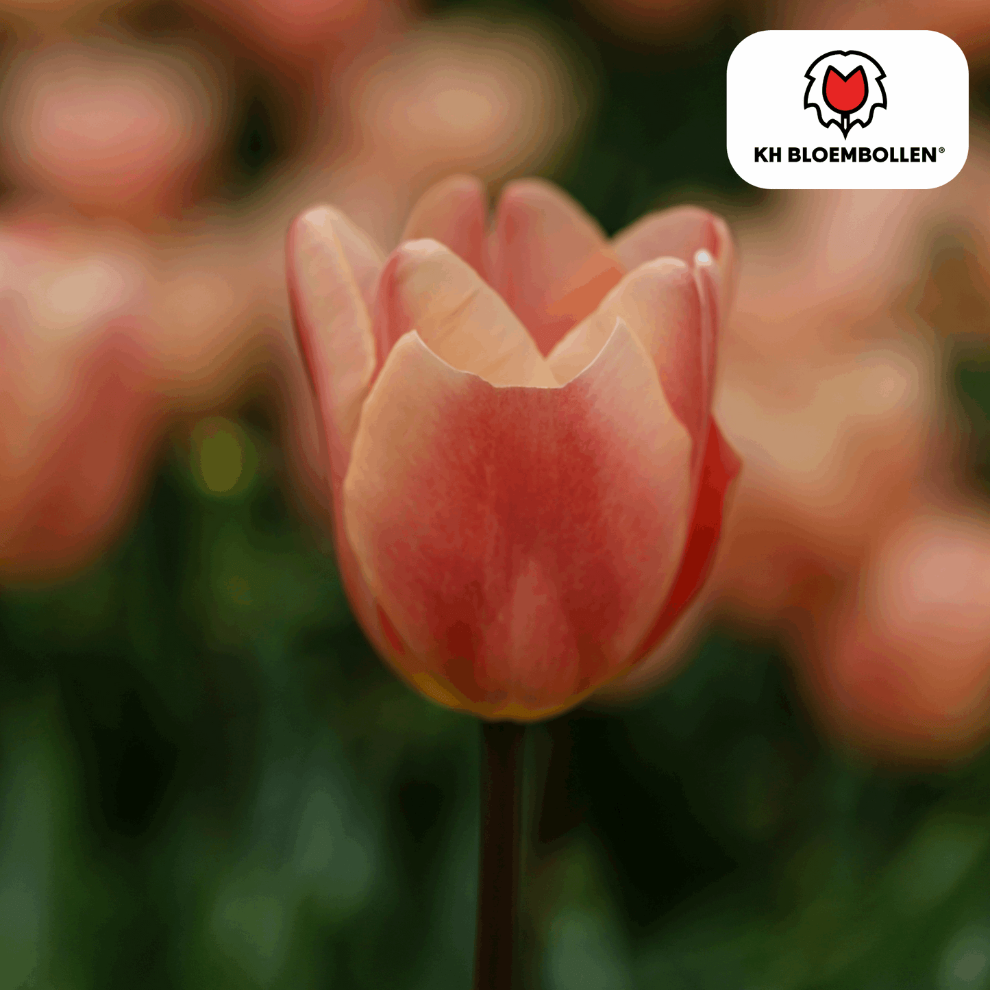 Apricot Foxx Tulpenzwiebeln – 20 Stück – Lachsrosa Frühlingsblüher – Sorte Tulipa „Apricot Foxx“ – Für Garten & Topf – Blüte April–Mai