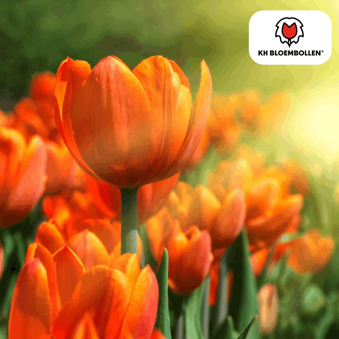 Tulpenzwiebeln Icoon – 20 Blumenzwiebeln – Lachsrosa gefüllte Tulpe – Stilvoll & modern – Für Garten oder Topf
