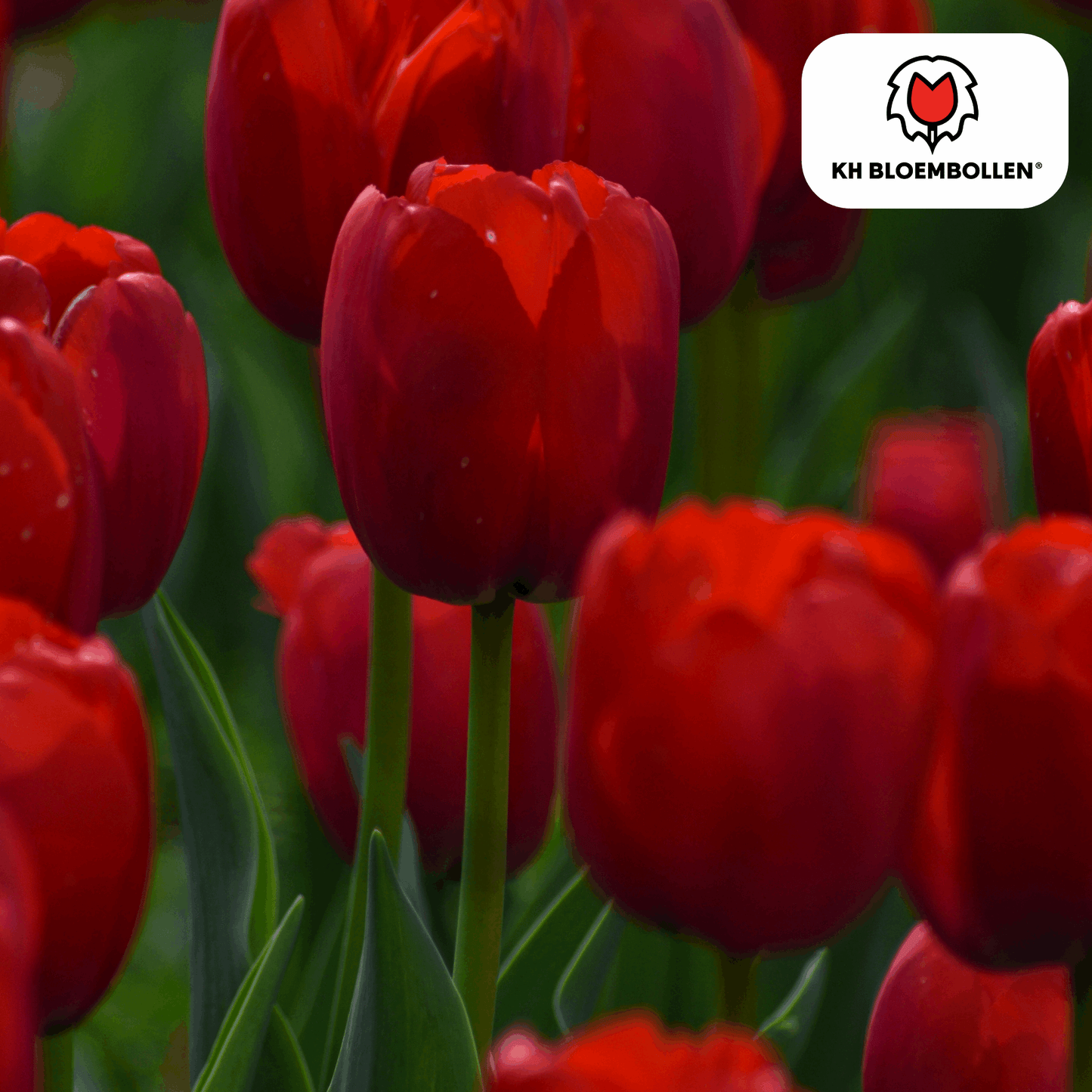 Tulpenzwiebeln Ile de France – 20 Blumenzwiebeln – Tiefrote Tulpe – Klassisch, elegant & robust – Für Garten oder Topf