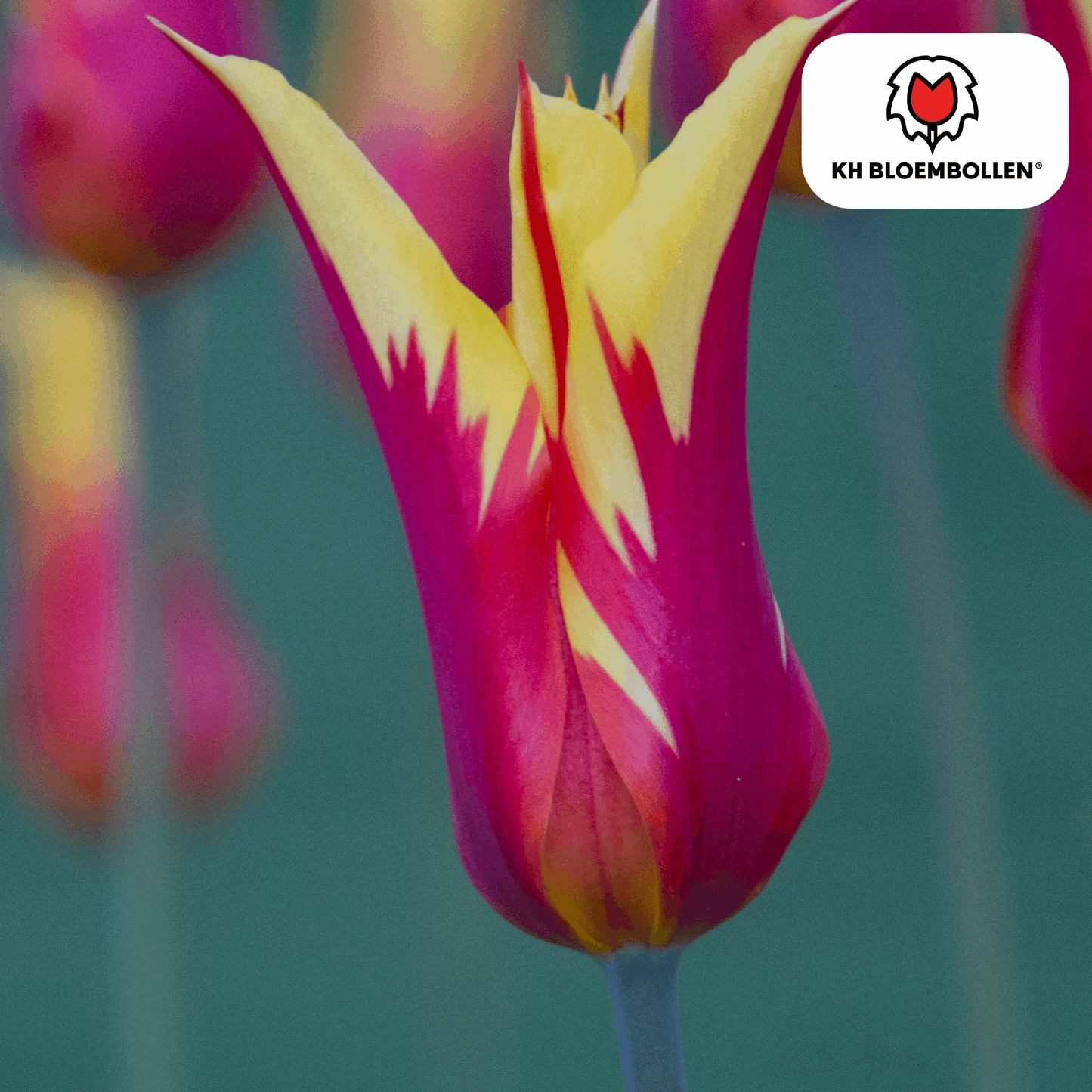 Tulpenzwiebeln Fire Wings – 20 Blumenzwiebeln – Rot-gelb geflammte Tulpe – Feurig, auffällig & winterhart – Für Garten oder Topf