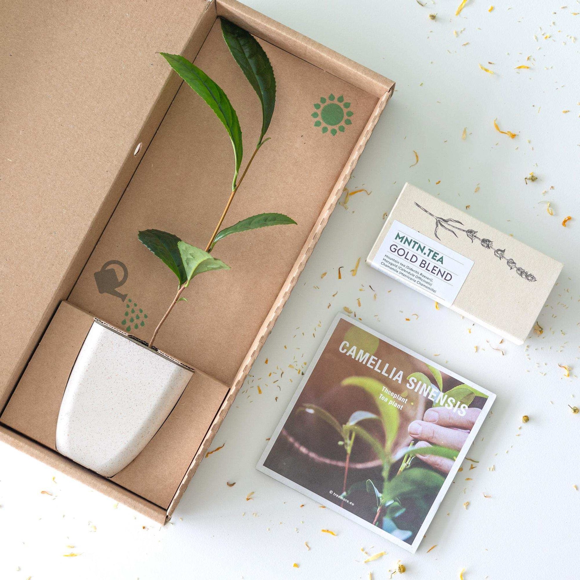 Teepause Geschenkset – Bio Gold Blend Tee & Baby-Teepflanze Camellia sinensis – Briefkastengeschenk – Nachhaltig & plastikfrei – Inkl. Pflegetipps – Für Teeliebhaber