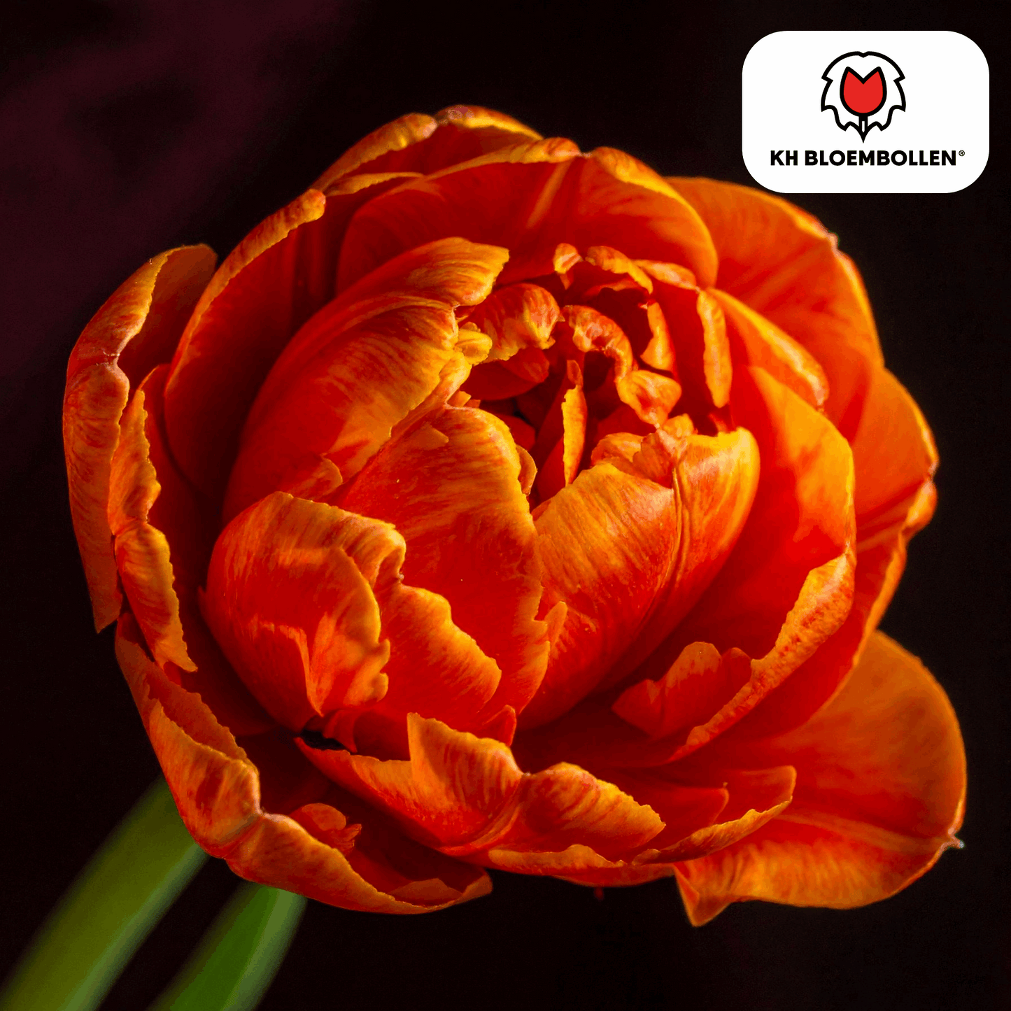 Tulpenzwiebeln Icoon – 20 Blumenzwiebeln – Lachsrosa gefüllte Tulpe – Stilvoll & modern – Für Garten oder Topf