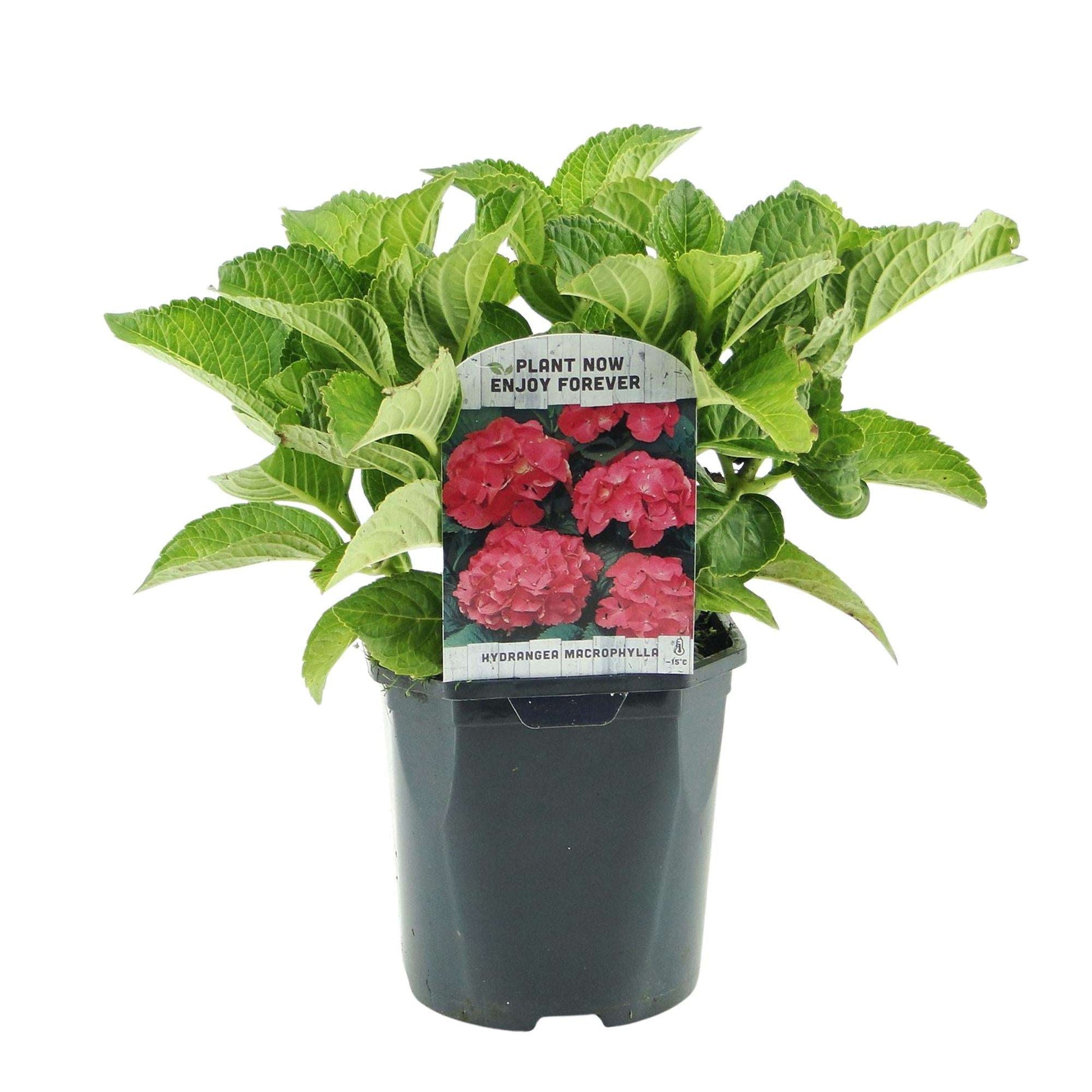 Hortensie Hydrangea macrophylla Rot – 3 Pflanzen für 1 m² – Ø17cm – ↕30cm – Sommerblüher – Pflegeleicht & laubabwerfend