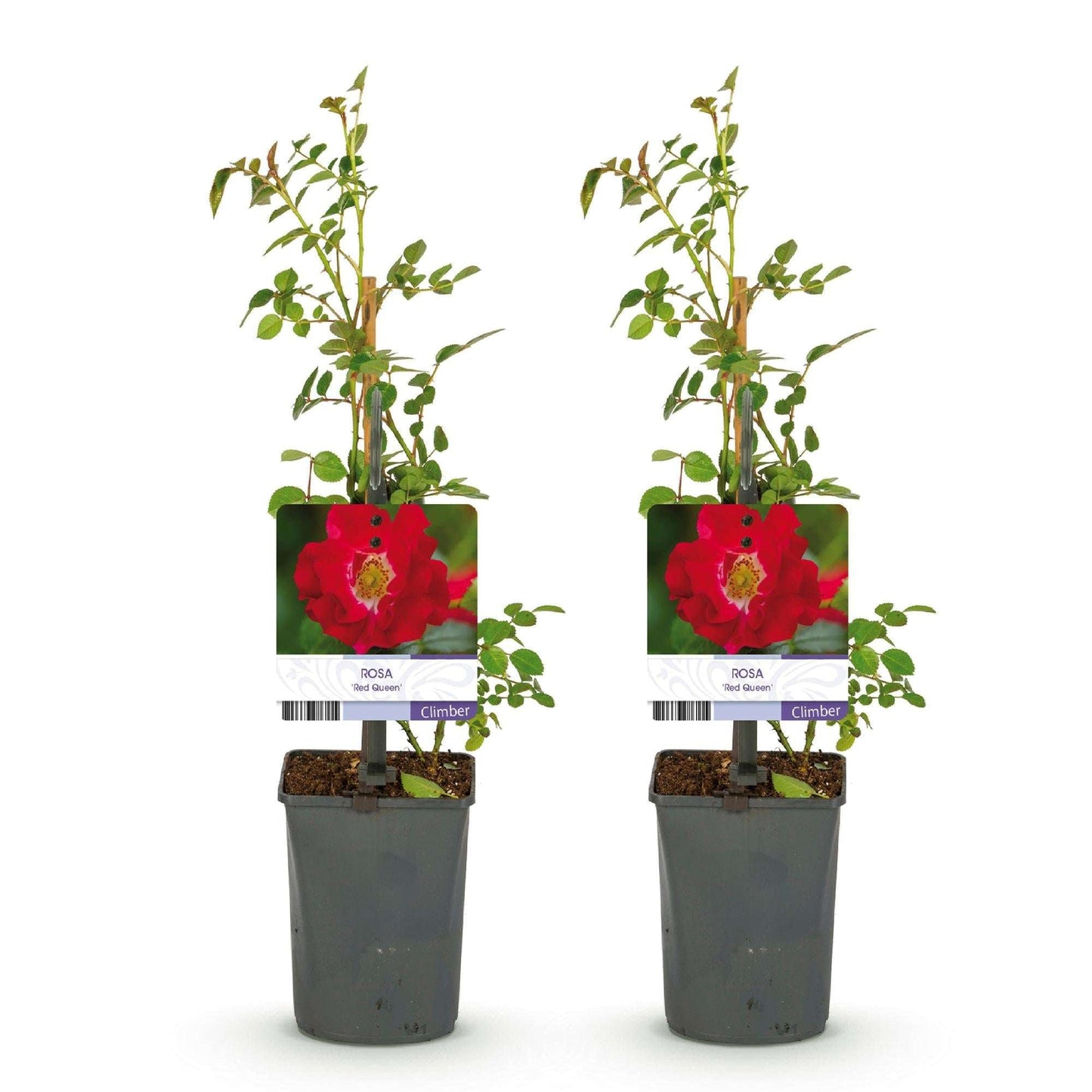 Kletterrose – Rosa Red Queen – Rote Blüten – Stark duftend – 2 Pflanzen – 11cm – Höhe 40cm – Geringer Pflegeaufwand
