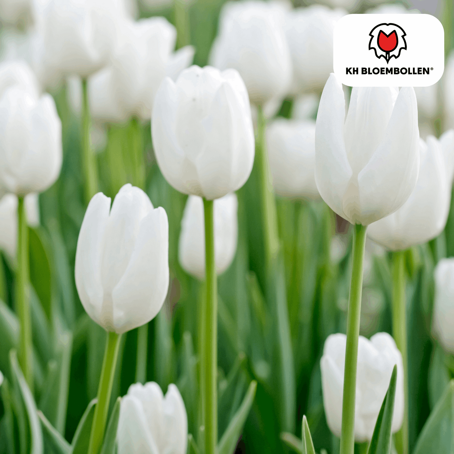 Catherina Tulpenzwiebeln – 20 Stück – Reinweiße Frühlingsblüher – Tulipa „Catherina“ – Für Garten & Topf – Blüte April–Mai