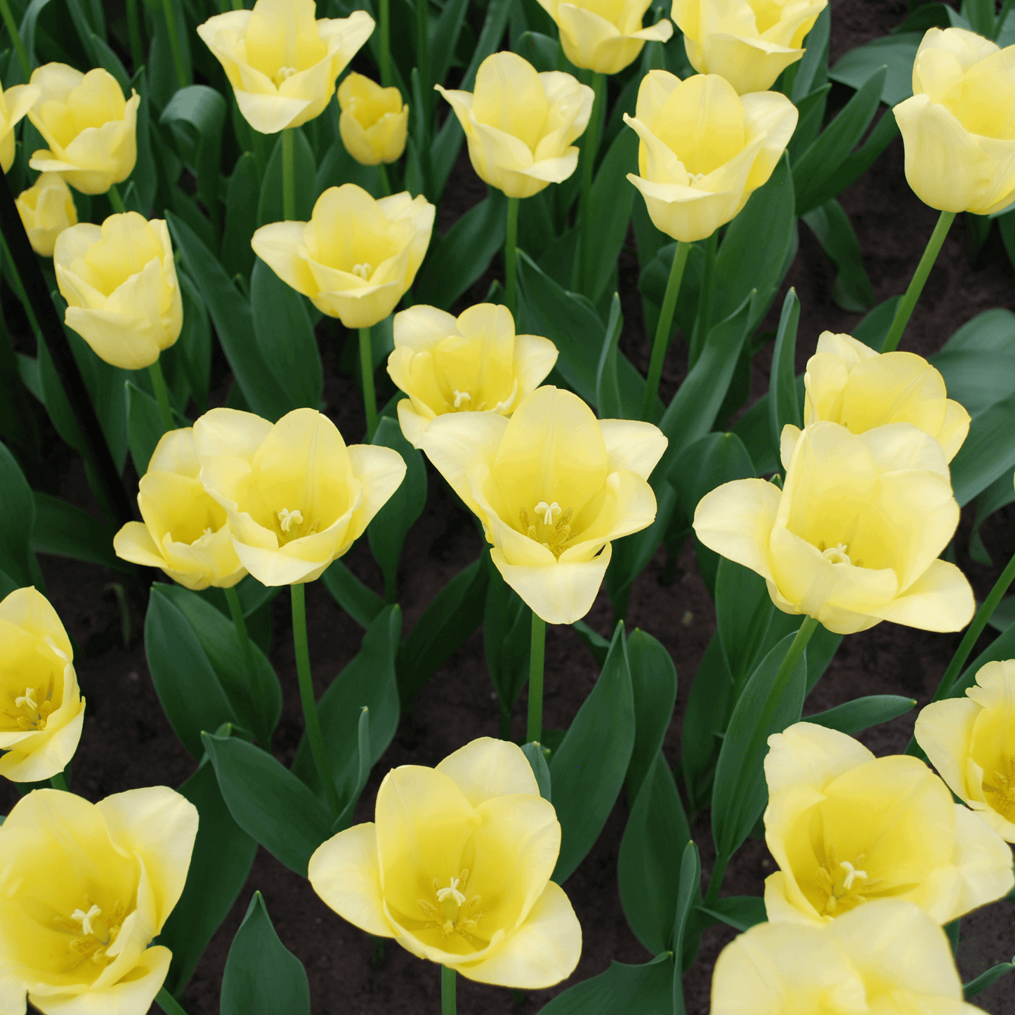 Tulpenzwiebeln World Friendship – 20 Blumenzwiebeln– Hellgelbe Tulpe – Elegante Frühlingsblüher für Garten & Topf – Winterhart