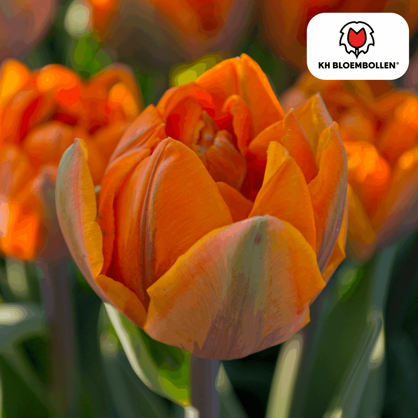 Tulpenzwiebeln Icoon – 20 Blumenzwiebeln – Lachsrosa gefüllte Tulpe – Stilvoll & modern – Für Garten oder Topf