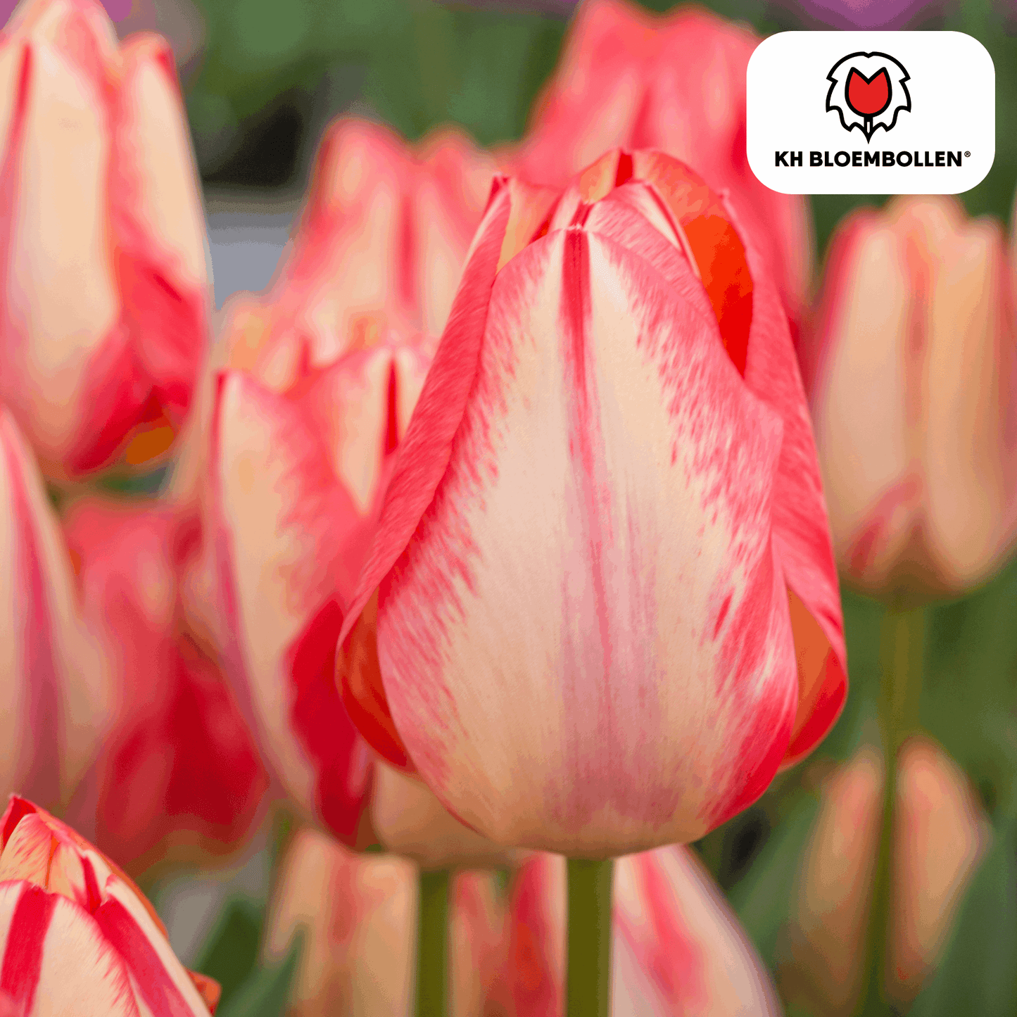 Tulpenzwiebeln Spryng Break – 20 Blumenzwiebeln – Rot-orange Tulpe – Feurig & auffällig – Für Garten & Topf