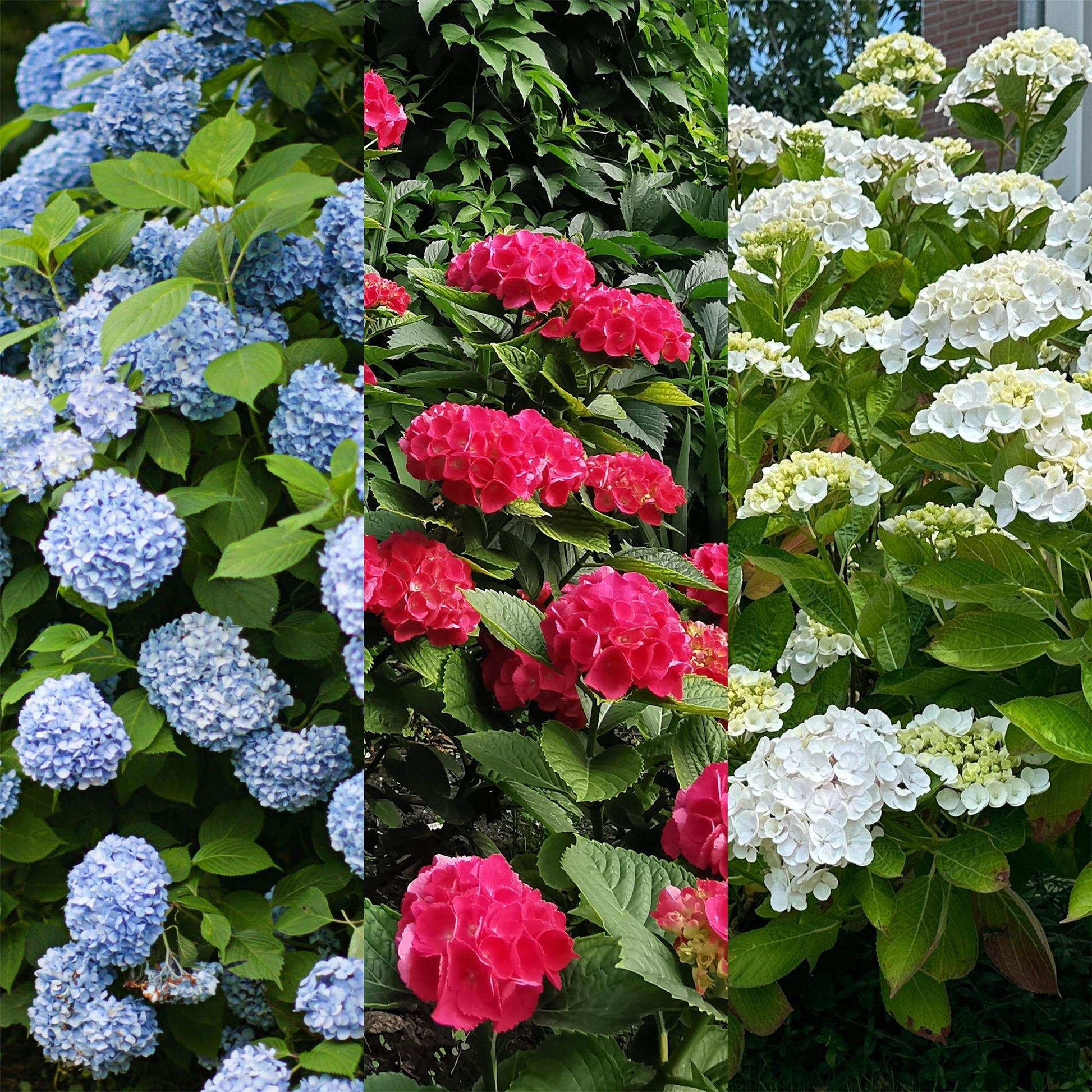 Hortensie Hydrangea macrophylla Tricolour – 3 Pflanzen in Rosa, Blau & Weiß – Ø17cm – ↕30cm – Blüte Juni–September – Laubabwerfend – Pflegeleicht & winterhart